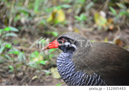 The Okinawa rail, Hypotaenidia okinawae is an endemic species bird found only in the Yamahara region of northern Okinawa Island, Japan, and was discovered in 1981. 112005483