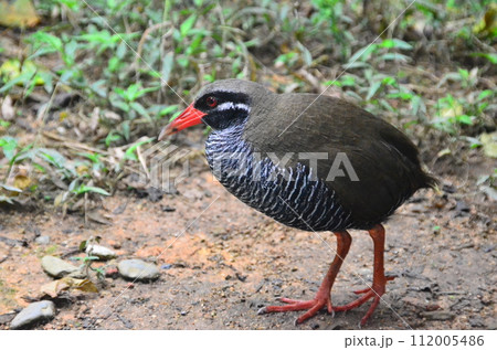 The Okinawa rail, Hypotaenidia okinawae is an endemic species bird found only in the Yamahara region of northern Okinawa Island, Japan, and was discovered in 1981. 112005486