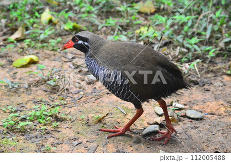 The Okinawa rail, Hypotaenidia okinawae is an endemic species bird found only in the Yamahara region of northern Okinawa Island, Japan, and was discovered in 1981. The Okinawa rail, Hypotaenidia okinawae is an endemic species bird found only in the Yamahara region of northern Okinawa Island, Japan, and was discovered in 1981. 112005488