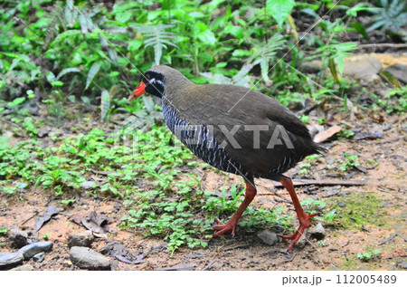 The Okinawa rail, Hypotaenidia okinawae is an endemic species bird found only in the Yamahara region of northern Okinawa Island, Japan, and was discovered in 1981. 112005489