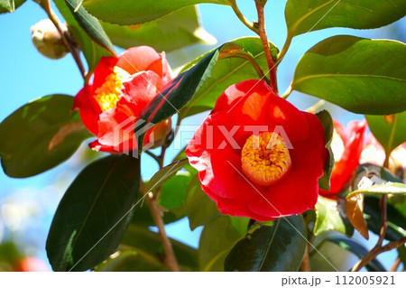 早春のはまなす公園に咲く赤色の椿の花 早春のはまなす公園に咲く赤色の椿の花 112005921