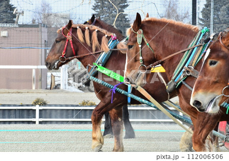 Banei keiba Horse Racing is the only race of its kind in the world. Large draft horses, weighing about 1 ton, race on a separate course in a 200 m straight line while pulling an iron sled that weighs  112006506