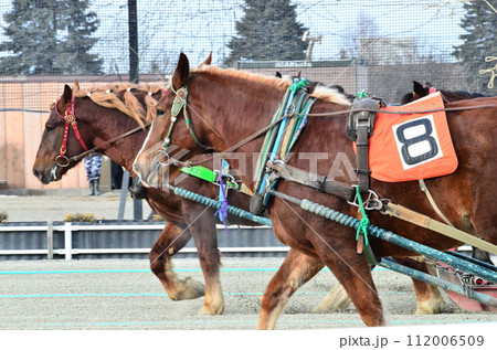 Banei keiba Horse Racing is the only race of its kind in the world. Large draft horses, weighing about 1 ton, race on a separate course in a 200 m straight line while pulling an iron sled that weighs  112006509