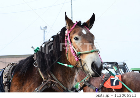 Banei keiba Horse Racing is the only race of its kind in the world. Large draft horses, weighing about 1 ton, race on a separate course in a 200 m straight line while pulling an iron sled that weighs  112006513
