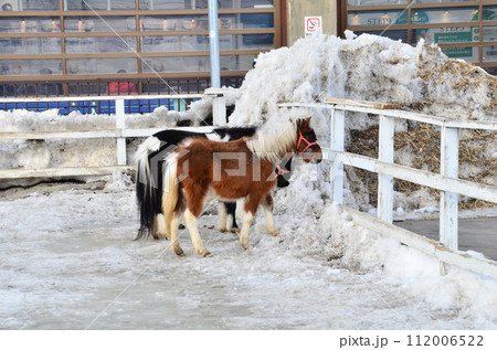 Banei keiba Horse Racing is the only race of its kind in the world. Large draft horses, weighing about 1 ton, race on a separate course in a 200 m straight line while pulling an iron sled that weighs  112006522