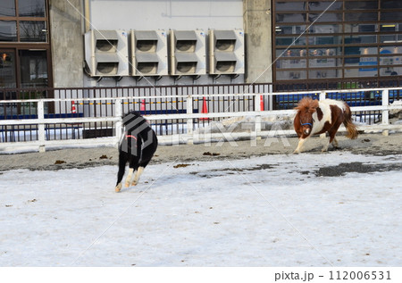 Banei keiba Horse Racing is the only race of its kind in the world. Large draft horses, weighing about 1 ton, race on a separate course in a 200 m straight line while pulling an iron sled that weighs  112006531