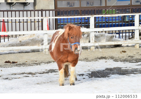 Banei keiba Horse Racing is the only race of its kind in the world. Large draft horses, weighing about 1 ton, race on a separate course in a 200 m straight line while pulling an iron sled that weighs  112006533