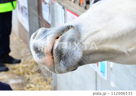 Banei keiba Horse Racing is the only race of its kind in the world. Large draft horses, weighing about 1 ton, race on a separate course in a 200 m straight line while pulling an iron sled that weighs  112006535