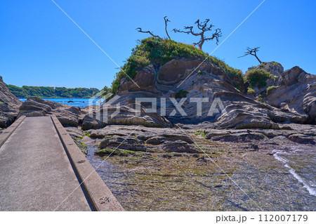 春の神奈川県横須賀市の荒崎海岸の荒崎潮騒のみちから弁天島方面を見る 112007179