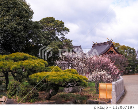 兵庫県 高砂市 曽根天満宮 梅の花 兵庫県 高砂市 曽根天満宮 梅の花 112007197
