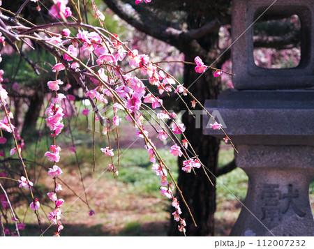 兵庫県 高砂市 曽根天満宮 梅の花 兵庫県 高砂市 曽根天満宮 梅の花 112007232