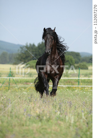 Amazing friesian mare running on pasturage 112007270