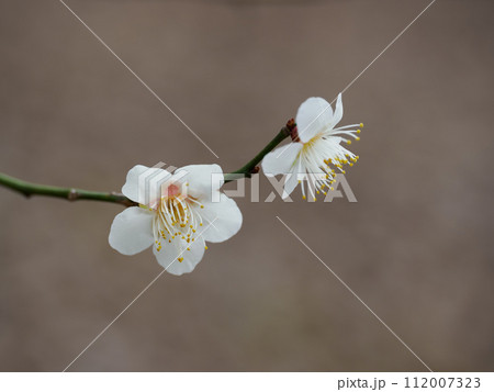 早春のアンズの花 早春のアンズの花 112007323