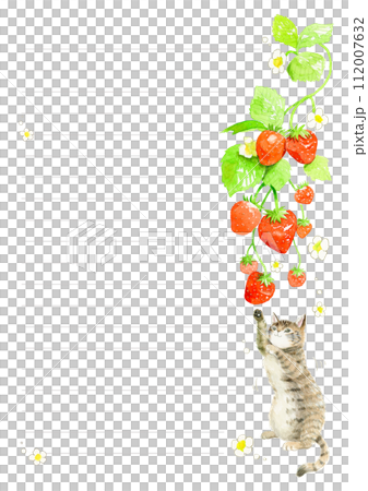 後ろ足で立ち上がり、垂れ下がるイチゴにじゃれるキジトラ猫の手描き水彩イラスト 罫線入り便箋 後ろ足で立ち上がり、垂れ下がるイチゴにじゃれるキジトラ猫の手描き水彩イラスト 罫線入り便箋 112007632