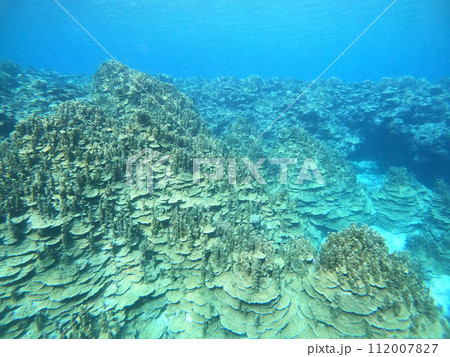 自然の造形美 サンゴ群落 自然の造形美 サンゴ群落 112007827