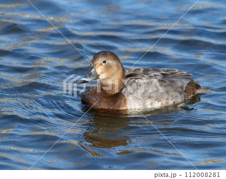 賀茂川を泳ぐホシハジロの雌 112008281