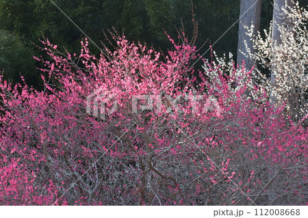 梅の花 梅の花 112008668