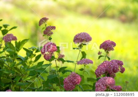 初夏の紫陽花、ピンクアナベル 112008695
