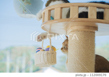 easter holiday concept with scottish cat play colorful egg put in basket and put on table 112009170