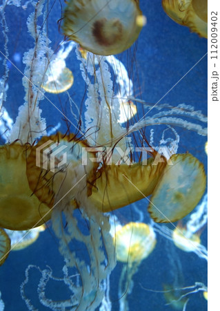 日本の神奈川県、水族館のくらげ 日本の神奈川県、水族館のくらげ 112009402