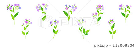 Lungwort or Pulmonaria Flowering Plant with Violet Inflorescence Vector Set 112009504