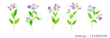 Lungwort or Pulmonaria Flowering Plant with Violet Inflorescence Vector Set 112009506