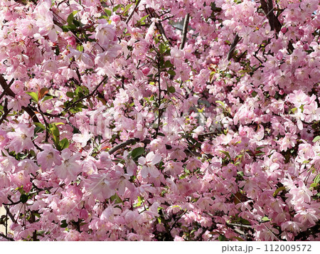 春の花見　ピンク色に染まる満開の桜の花 112009572