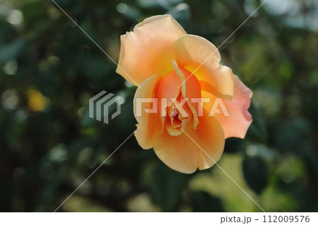 荒尾市　おもやい市民花壇　バラの花、 112009576