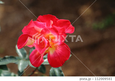 荒尾市 おもやい市民花壇 バラの花、 荒尾市 おもやい市民花壇 バラの花、 112009581