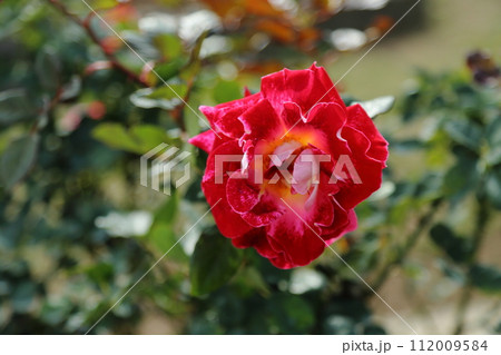 荒尾市　おもやい市民花壇　バラの花、 112009584