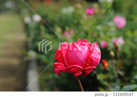 荒尾市　おもやい市民花壇　バラの花、 112009587