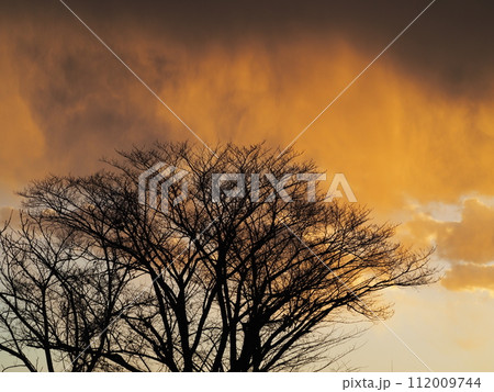 美しい夕日に染まる冬枯れの木 美しい夕日に染まる冬枯れの木 112009744