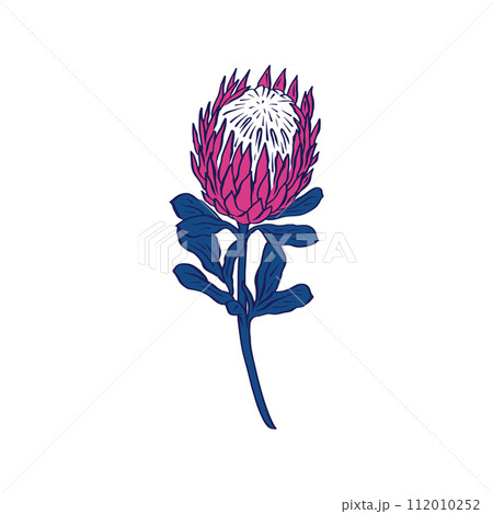 Protea flower black line art isolated on white 112010252