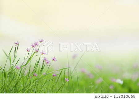 草むらの花・庭石菖 草むらの花・庭石菖 112010669