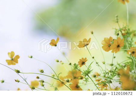 道端に咲くキバナコスモス 112010672