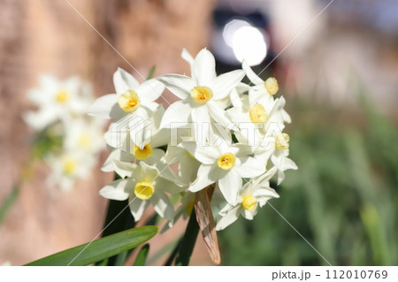 冬のの庭に咲く白いフサザキスイセンの花 112010769