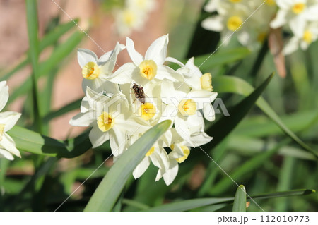 冬のの庭に咲く白いフサザキスイセンの花 112010773