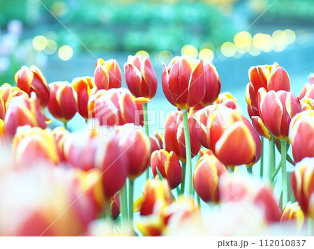 ライトアップされた春の公園で咲く赤と黄色のチューリップ 112010837