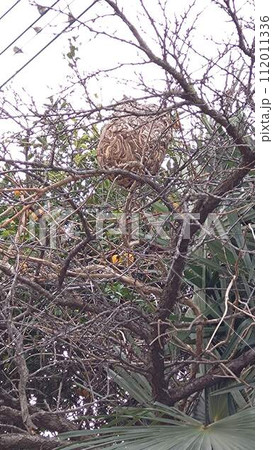 スズメバチの巣 112011336