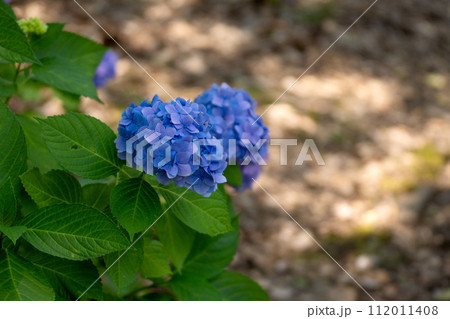 青紫色の紫陽花とクローズアップとコピースペース 112011408