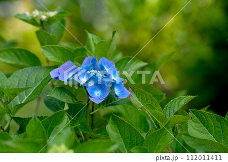 青紫色の紫陽花とコピースペース 112011411