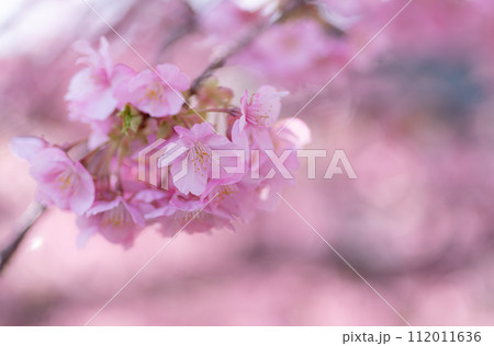 満開の河津桜 112011636