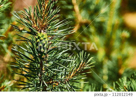 Blooming young pine tree with delicate buds of cones 112012149