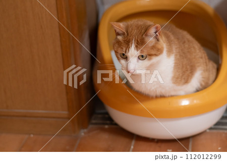 トイレに入る猫　茶トラ白 112012299