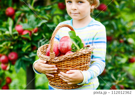 Close-up of basket holding by kid boy picking and eating red apples on organic farm, autumn outdoors. Funny little preschool child having fun with helping and harvesting. Close-up of basket holding by kid boy picking and eating red apples on organic farm, autumn outdoors. Funny little preschool child having fun with helping and harvesting. 112012362