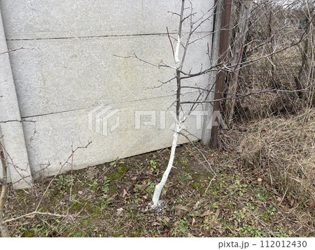 Painting tree trunks with a protective mixture 112012430