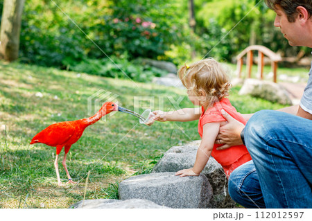 Cute adorable toddler girl and dad feeding red ibis bird in a zoo or zoological garden. Happy heathy child and man having fun with giving animals food in park. Active leisure for family in summer Cute adorable toddler girl and dad feeding red ibis bird in a zoo or zoological garden. Happy heathy child and man having fun with giving animals food in park. Active leisure for family in summer 112012597