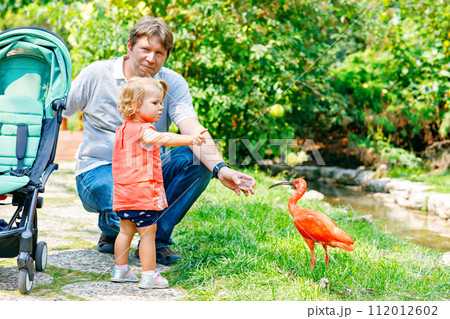 Cute adorable toddler girl and dad feeding red ibis bird in a zoo or zoological garden. Happy heathy child and man having fun with giving animals food in park. Active leisure for family in summer 112012602