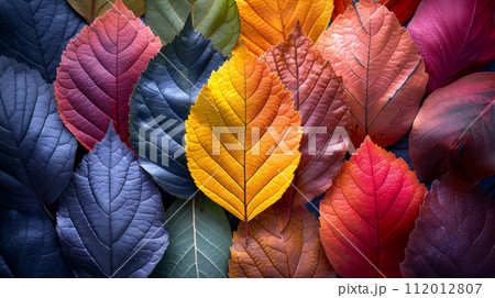 色鮮やかな植物の葉	 112012807