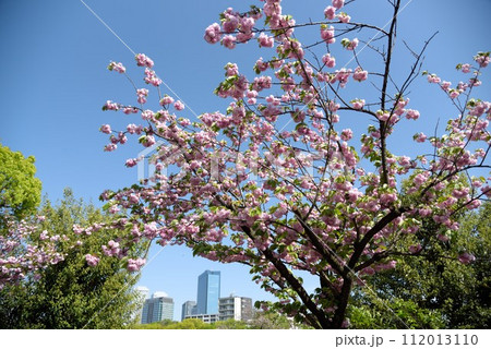 大阪 造幣局 桜の通り抜けとビル 大阪 造幣局 桜の通り抜けとビル 112013110